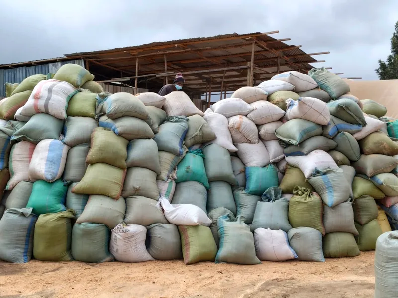 Sacks of recovered biomass stacked in the yard