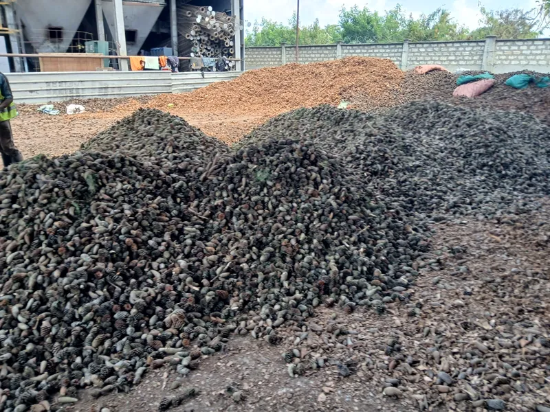 Macadamia shells in the yard