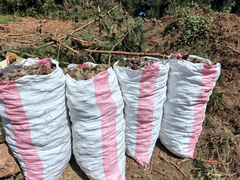 Sacks of pinecones gathered in the field