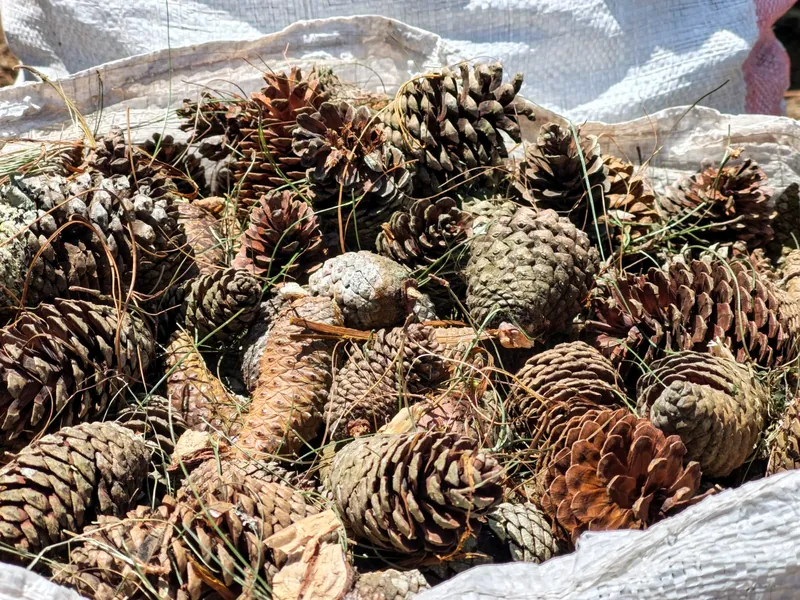 Pinecones collected as feedstock