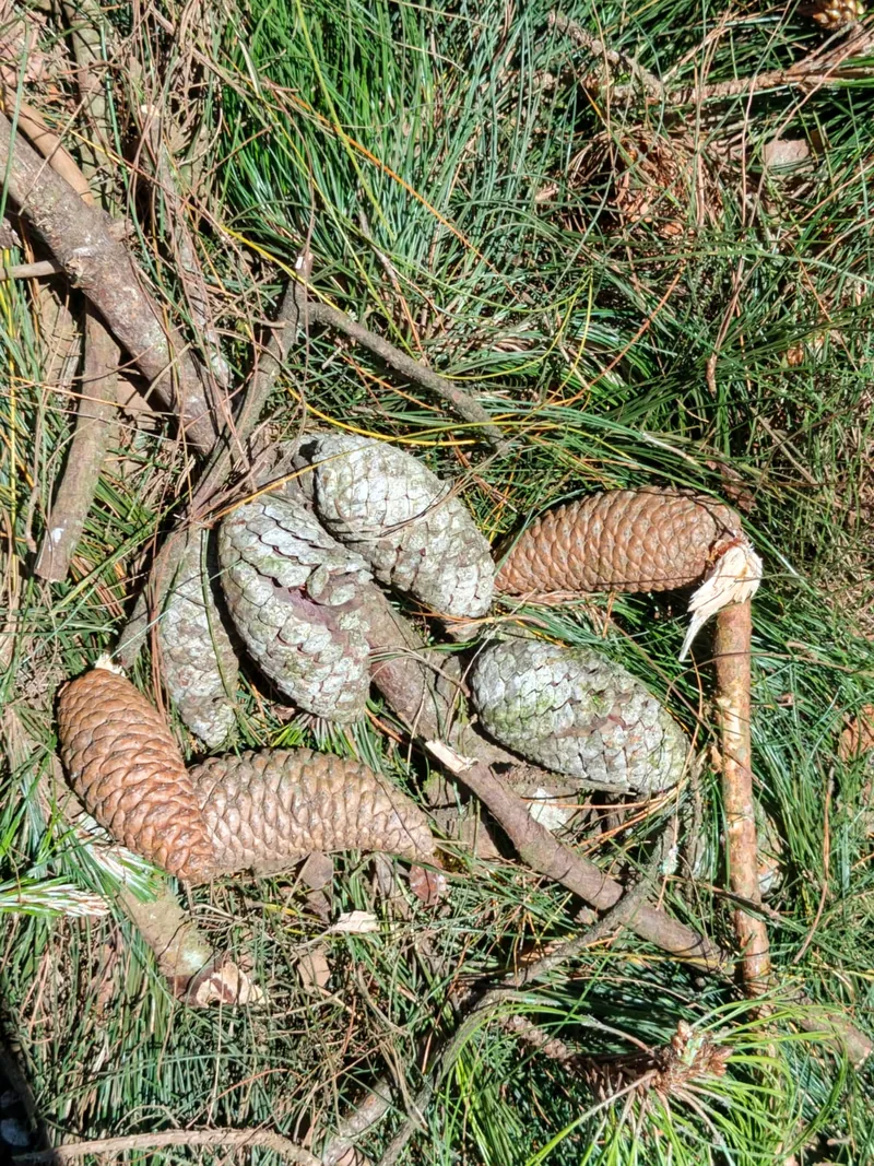 Pinecones collected from the forest floor